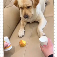 anjing-bingung