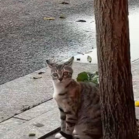 edisi-kocheng-kaget-denger-suara-klakson