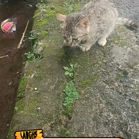 kucing-ngeprank
