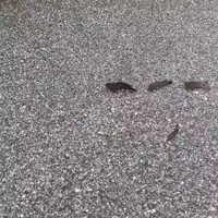 why-did-the-chicken-cross-the-road-why-did-the-fish-cross-the-road