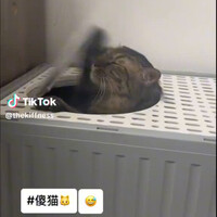 rolling-in-the-meow