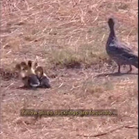 induk-bebek-ternyata-cerdik-loh-gan