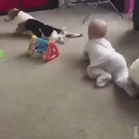 silly-dogs