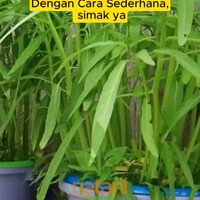 hidroponik-yang-paling-mudah