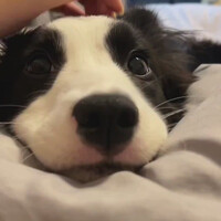 cute-dogs