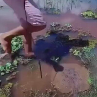 kepatil-ikan-pari-katanya-sakit-ya-gan