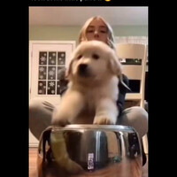 anjing-main-musik