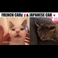 kucing-prancis--kucing-jepang