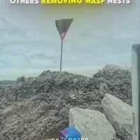 berbagai-macam-cara-untuk-menangani-sarang-lebah