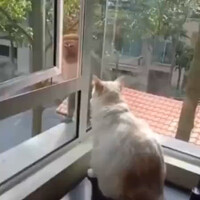 mau-tes-tampolan-kucing