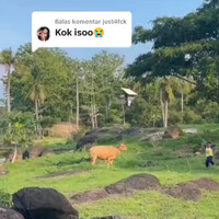 bocah-kakinya-nyangkut-di-tali-kekang-sapi