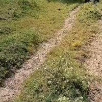 hoaxmacan-tutul-mabok