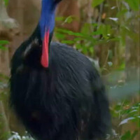 kasuari-burung-paling-mematikan-asal-indonesia