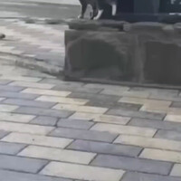kucing-ngesirkus