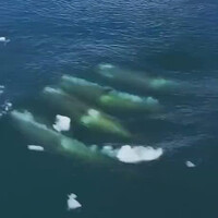 serangan-koordinasi-orca