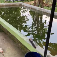 cara-mengatasi-ikan-bandel-yang-sering-loncat