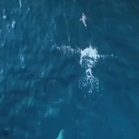 penguin-defeated-death-and-won-life