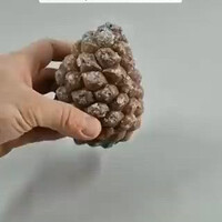 time-lapse-of-a-pine-tree-in-300-days