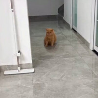 edisi-kocheng-si-oyen-lagi-apes-kena-double-kill