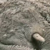 elephant-rescued