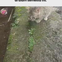 selamat-kamu-kena-prank-kata-si-kocheng