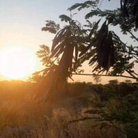 sendirian-di-kebon-pas-sore-hari-vibesnya-beda-banget