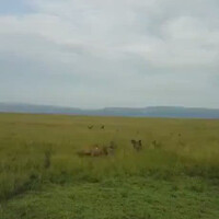 singa-betina-vs-hyena