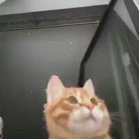 cat-is-always-the-answer