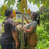 sepertinya-nggak-gitu-deh-cara-petik-pepaya-dari-pohonnya