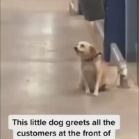 anjing-ini-menyapa-seluruh-pengunjung-supermarket-yang-lalu-lalang