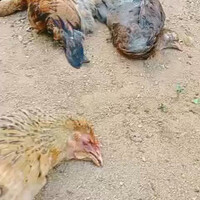 ayam-berelemen-api
