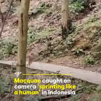 ini-monyet-apa-orang-sih