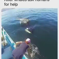 killer-whales-ask-human-for-help
