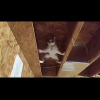 this-cat-has-skill