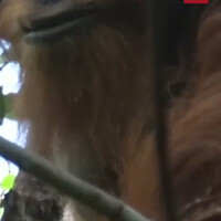 rakus-seekor-orang-utan-mengobati-lukanya-sendiri