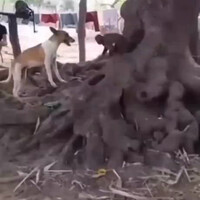 dasar-monyet-dasar-anjing