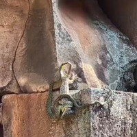 gecko-fighting-chrysopelea
