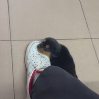 eepy-doggo