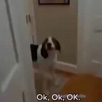 anjing-nyanyi-bohemian-rhapsody