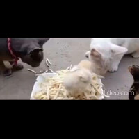 kucing-makan-fettucini-tapi-nggak-mau-pakai-toping-ayam-gan