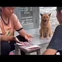 dicurangin-anjing