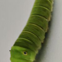 ulat-ijo-imut