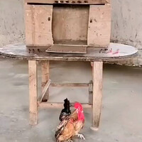 romantisme-ala-ayam-pinter
