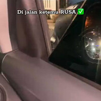 ketemu-kucing-di-jalan-ketemu-rusa-di-jalan