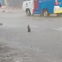 tikus-girang-banget-main-ujan