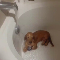 dachsund