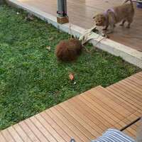duooooo-racunnn