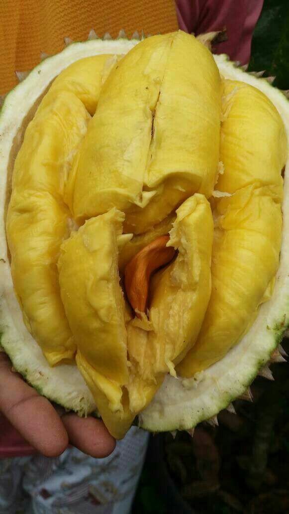 Gambar Durian Lucu Gokil
