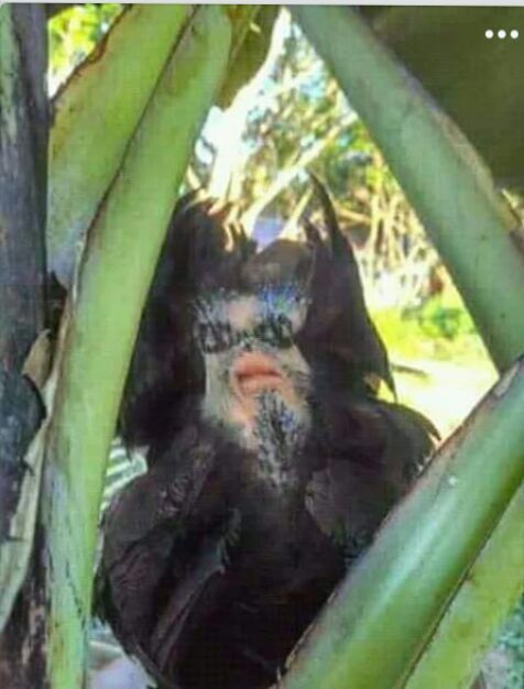 Sosok Aneh Tertangkap Kamera Di Daun Pisang