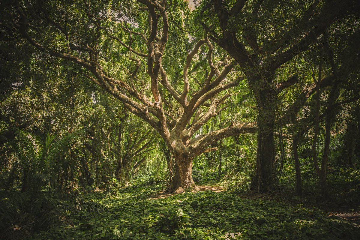 Foto pohon
